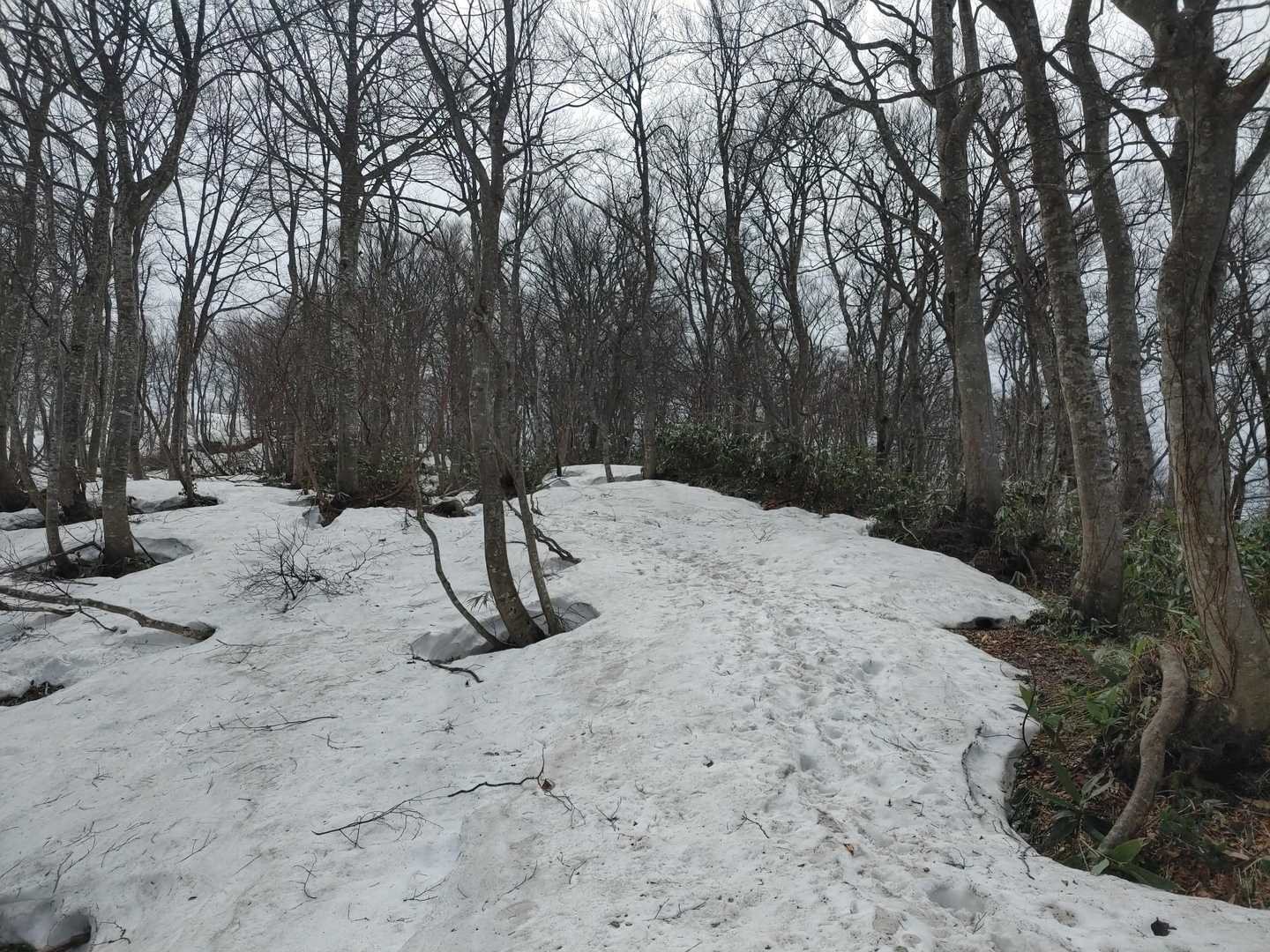 雪出てきたよー
しまっていて
歩きやすい