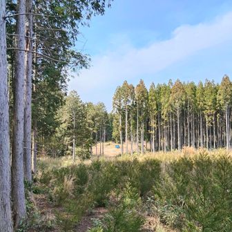 薮から出ると 小さく自分の🚙が見えました