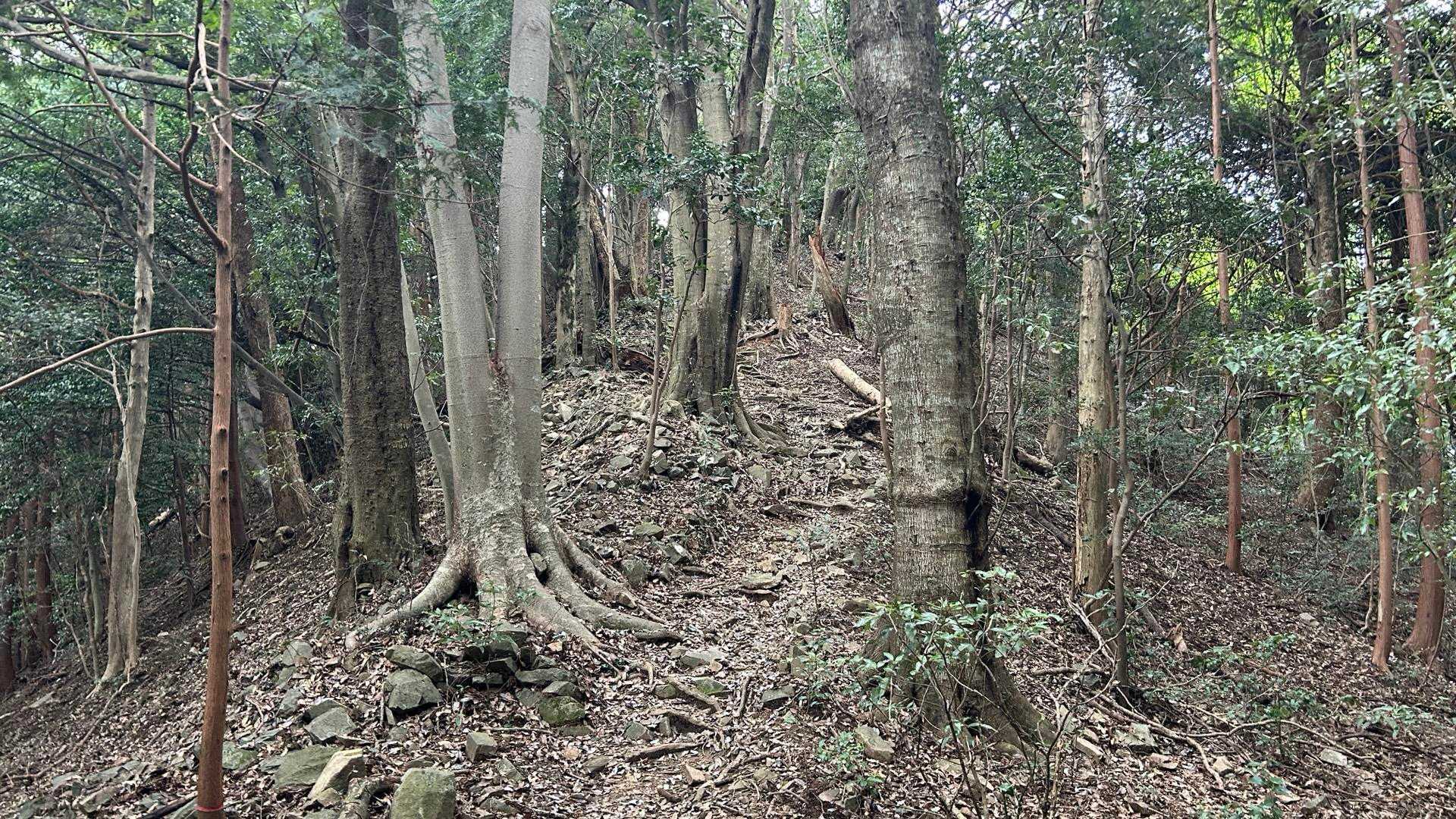 富士見台までは急登が続く