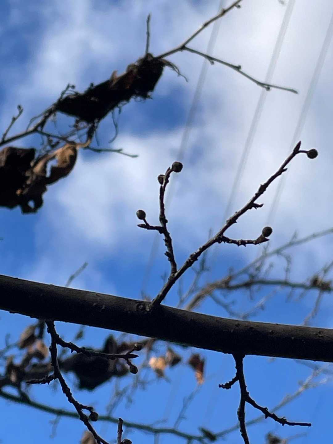 アブラチャンの実🟤を撮りたかったが、うまく写せない　マラカス🪇のような実