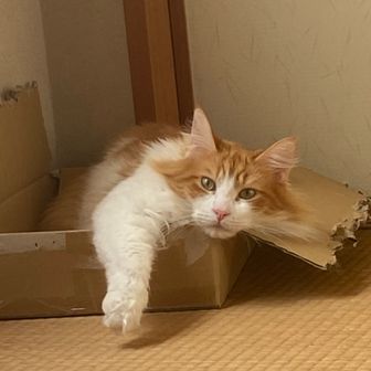 グレコ