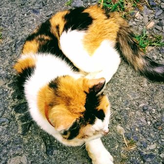 一九猫さん