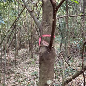 ちょっと先に🩷テープここでUターン