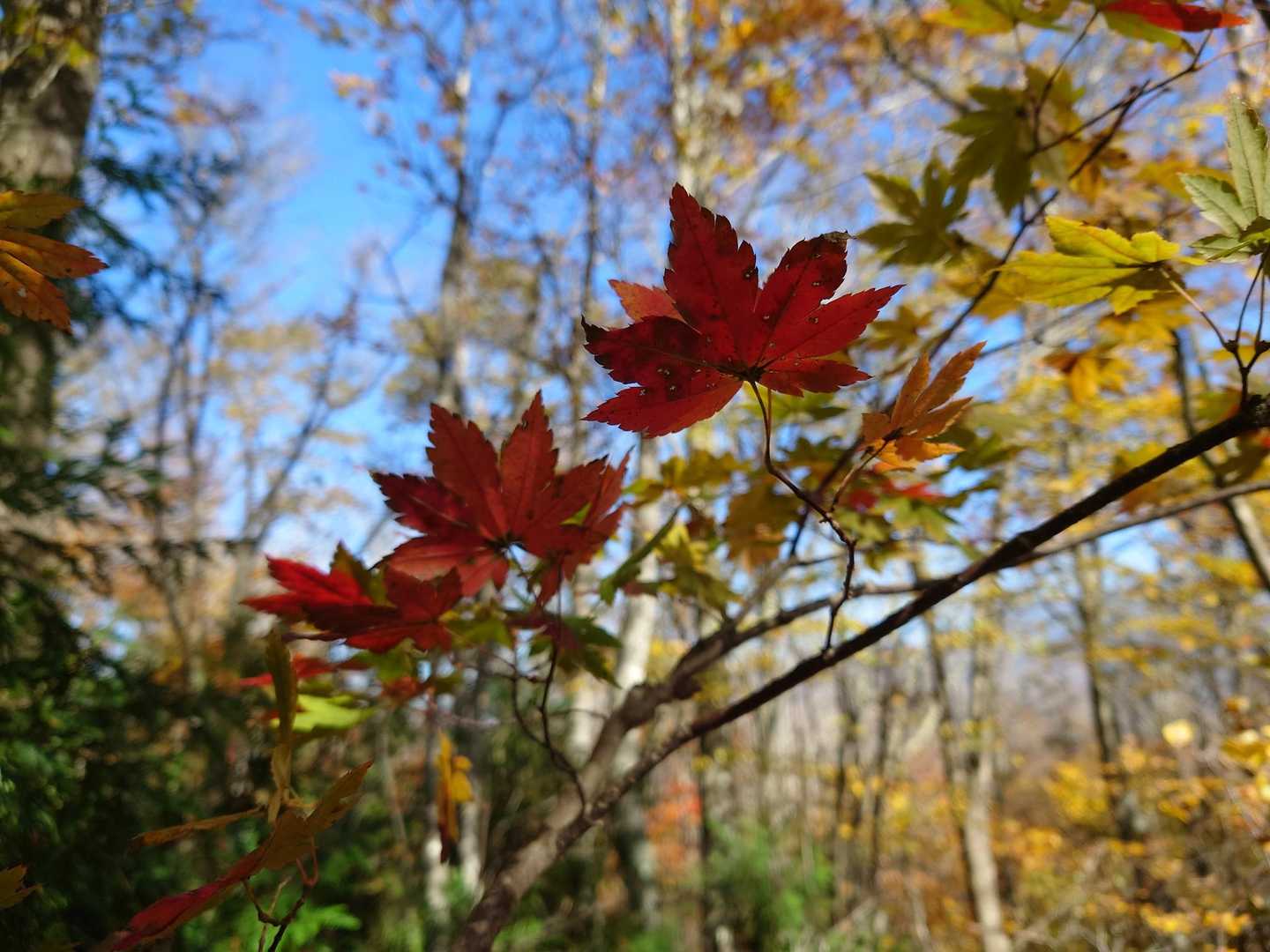 紅葉は儚いけど、美しいですね🍁😊