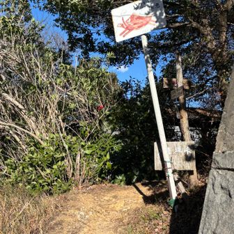 一旦車道に出る　イノシシ注意🐗