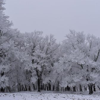 いたるところにおびただしい霧氷群