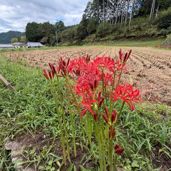 彼岸花