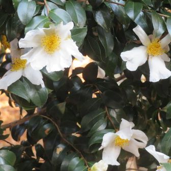 白いサザンカも素敵♡