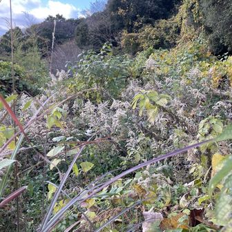 荒れ放題のミカン畑
ミカンの木はどこだ？