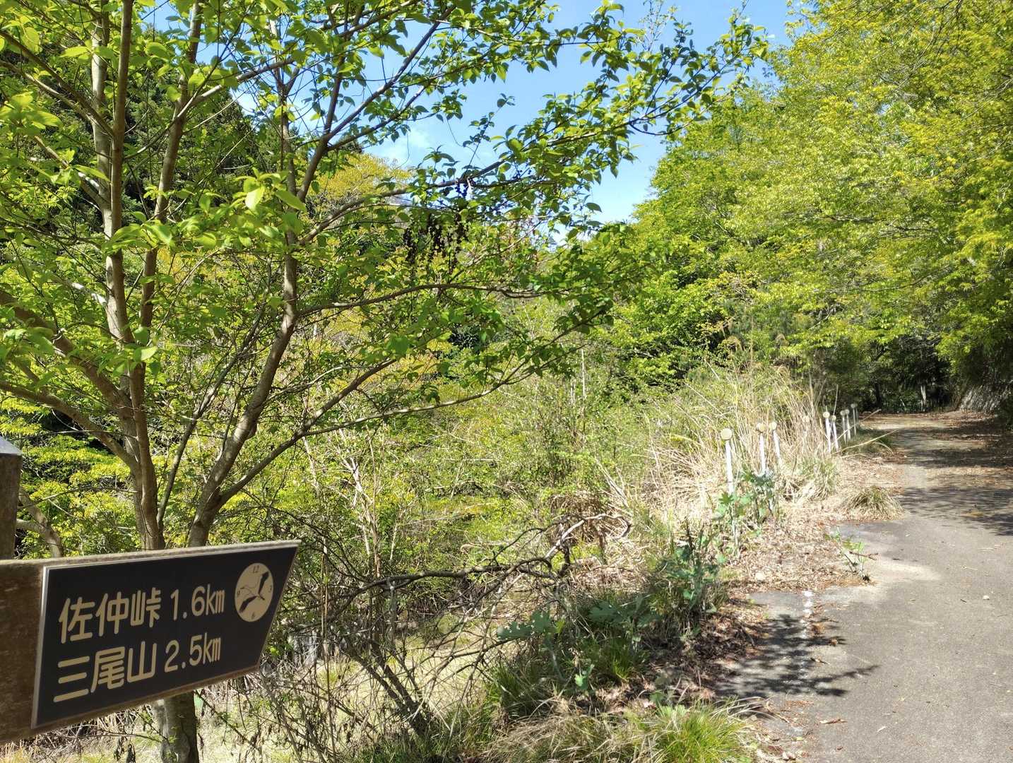 佐仲峠-三尾山 往復コースの写真