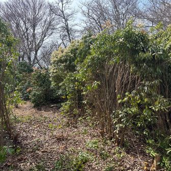 馬酔木山道を抜けて