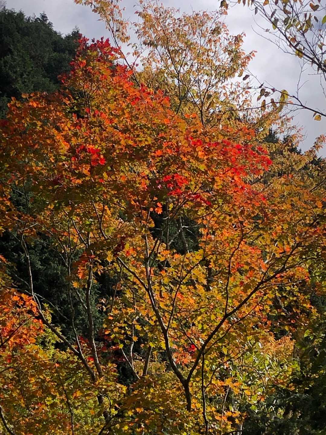 うつろぎ山-細島峠-仏谷山-地蔵峠-岩岳-下十枚山-十枚峠 周回コースの写真