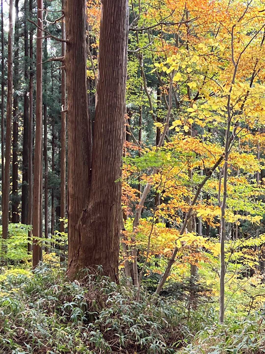 筑波山にもこんな杉の木🌲があったなぁ🤭