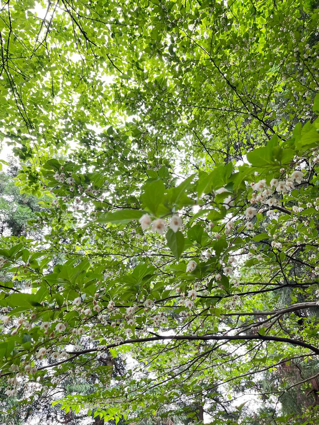 小川コース登山口-越知神社-越知山 往復コースの写真