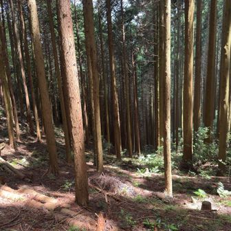 水無山直下からはグーンと下りますよ
