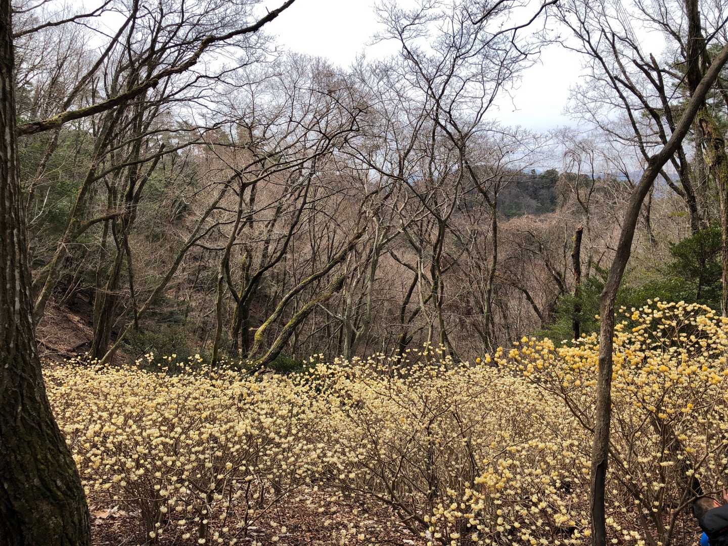谷沿いにずっと咲いてます