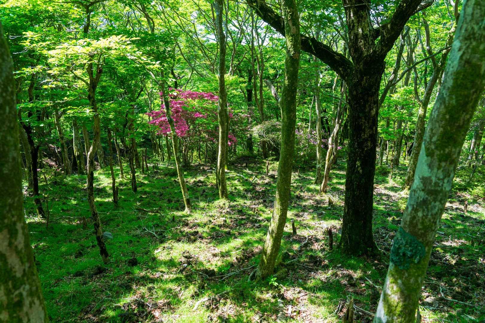 行きは大幡池をスルー
ピンクの存在感あるツツジ🌺が気になったので近寄ってみます