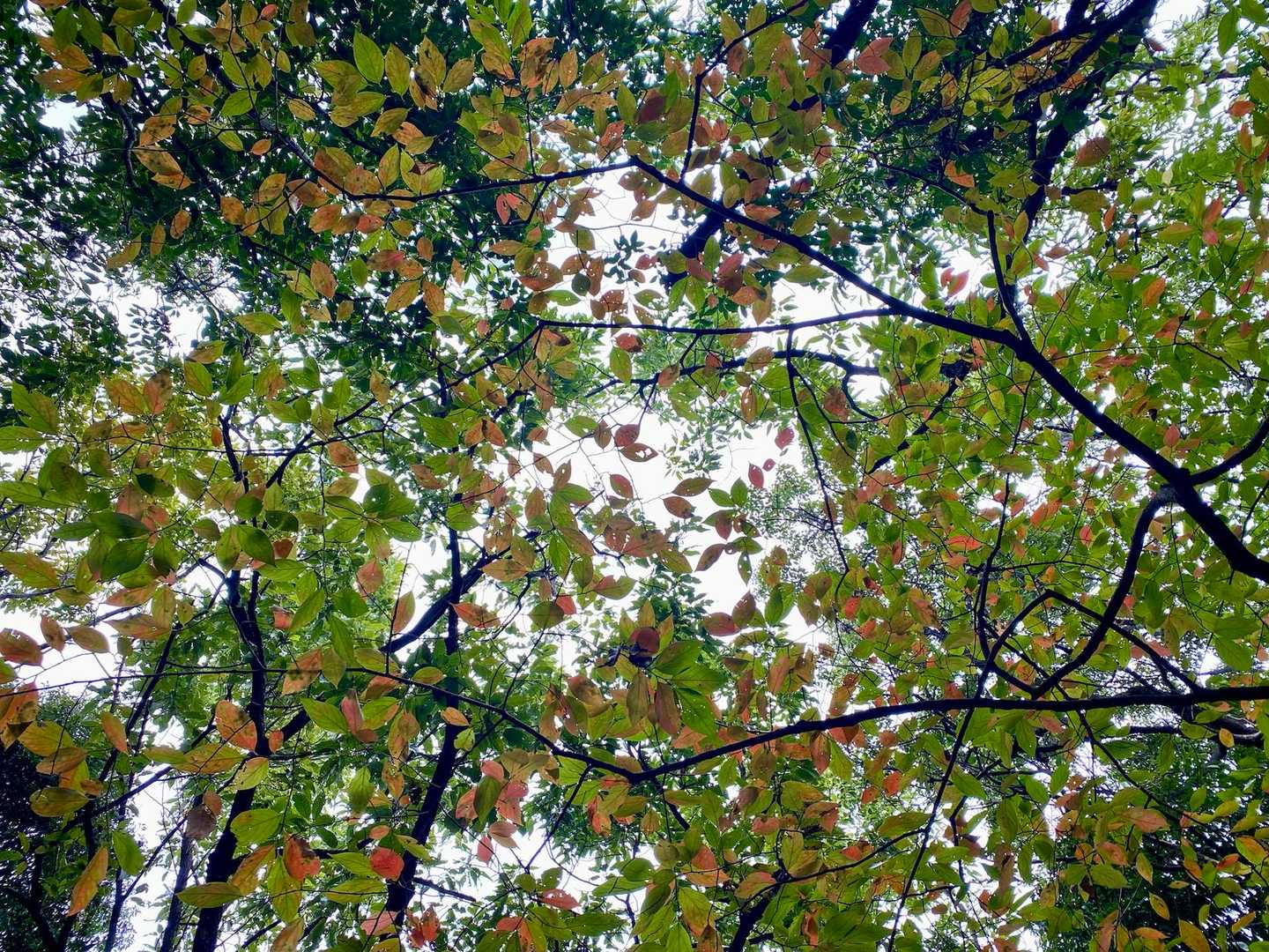 ここだけきれいかも
(ꕤ ॑꒳ ॑*)🍂
