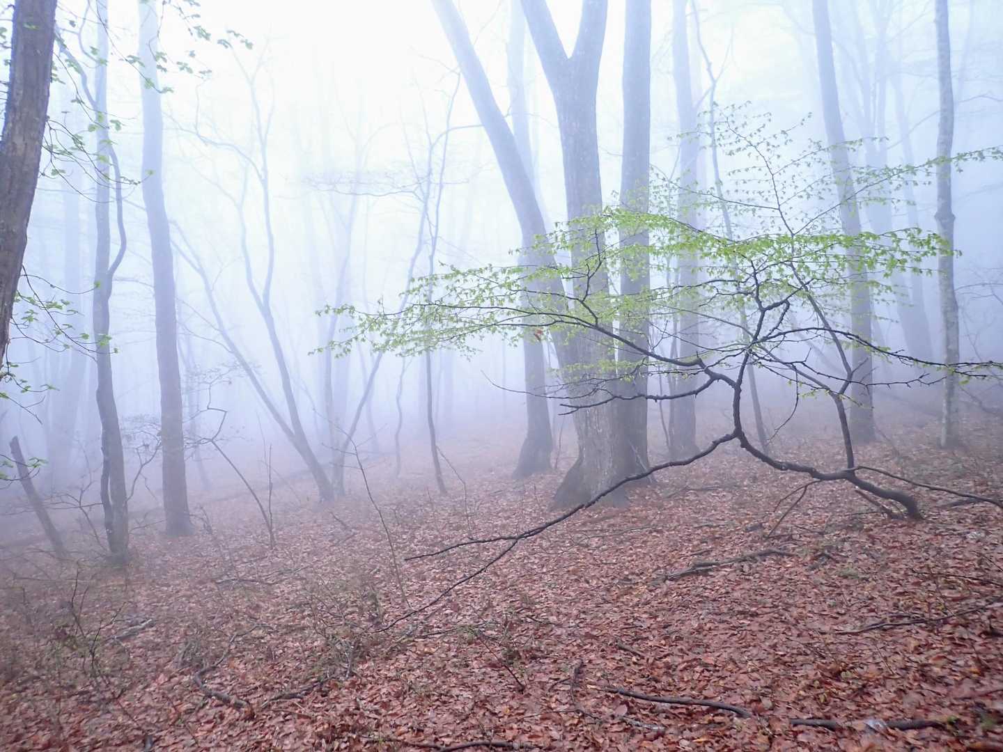 吹返峰へはこの辺から行ってみます💨