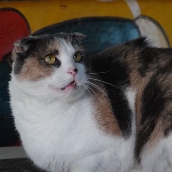 定光寺は猫寺だった！
鶏もたくさんいました
番猫？
