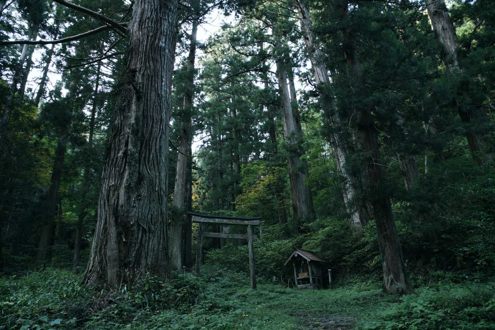 熊野神社の社叢は良い雰囲気だね～✨