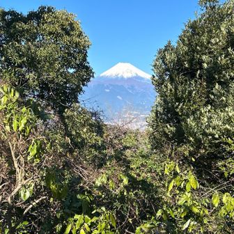 木々の間から富士山🗻
今日は天気がいい☀️