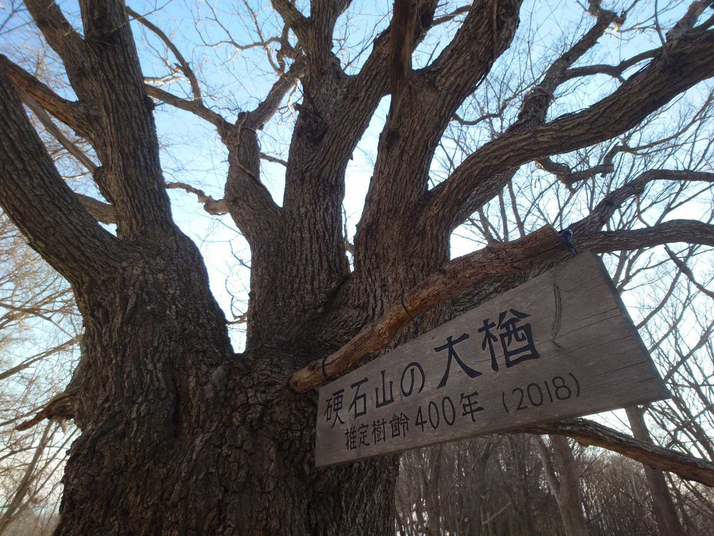 ご存じ、大楢