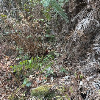 登山道の名残はあるものの藪