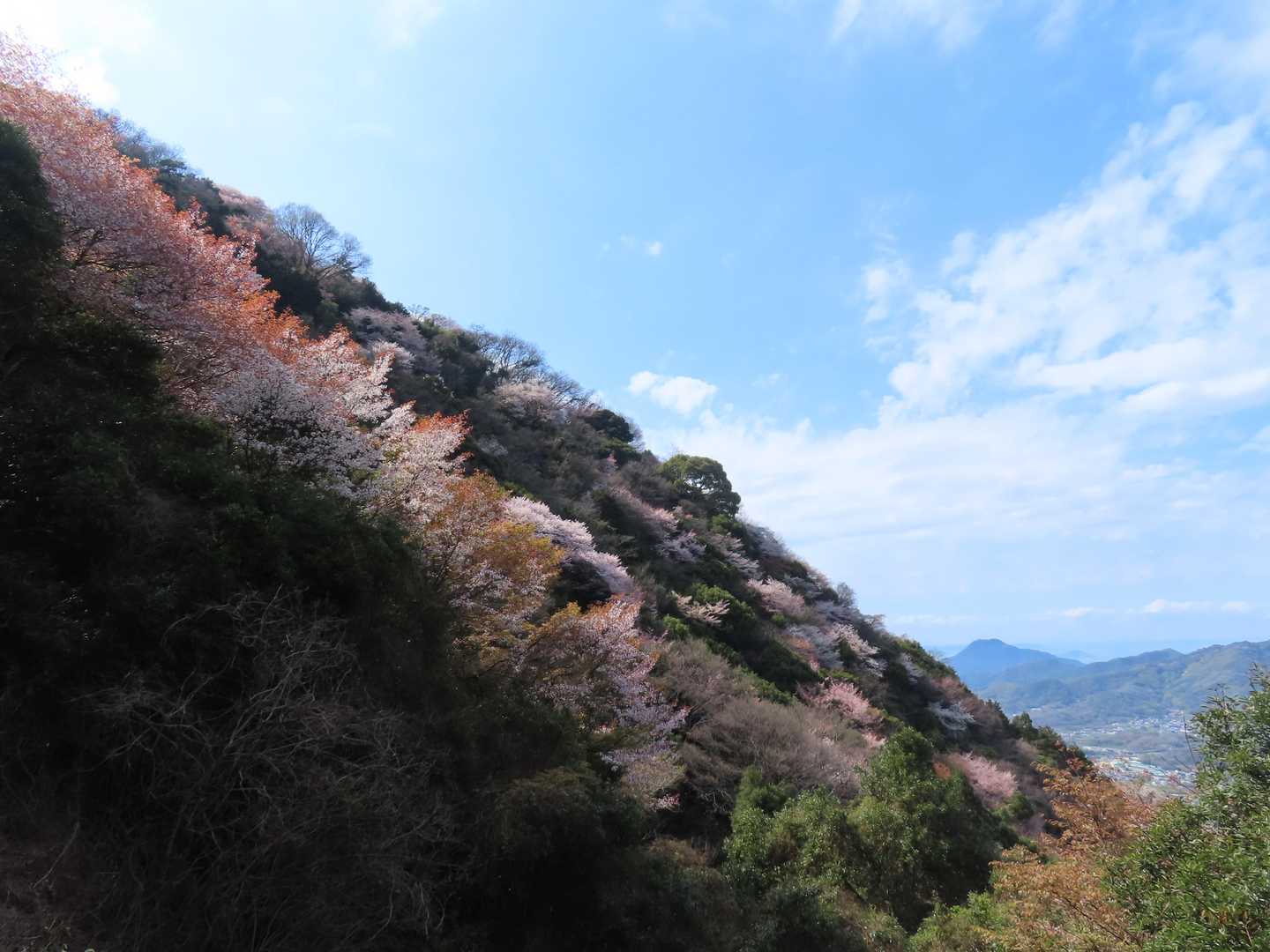 一面の山桜
