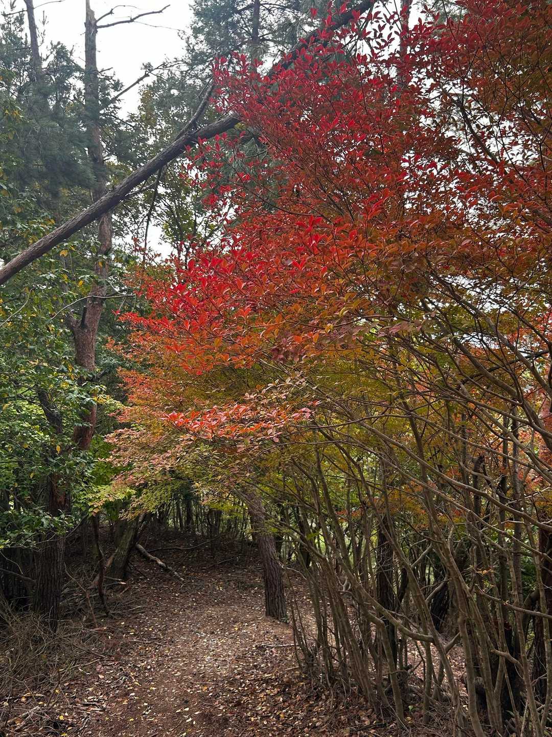 ドウダンツツジのトンネル
色付いてるところも🌿🍂🍁😍