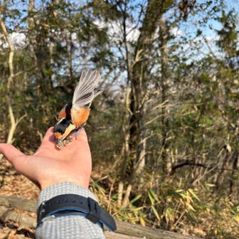 🐦 ありがとう ♪