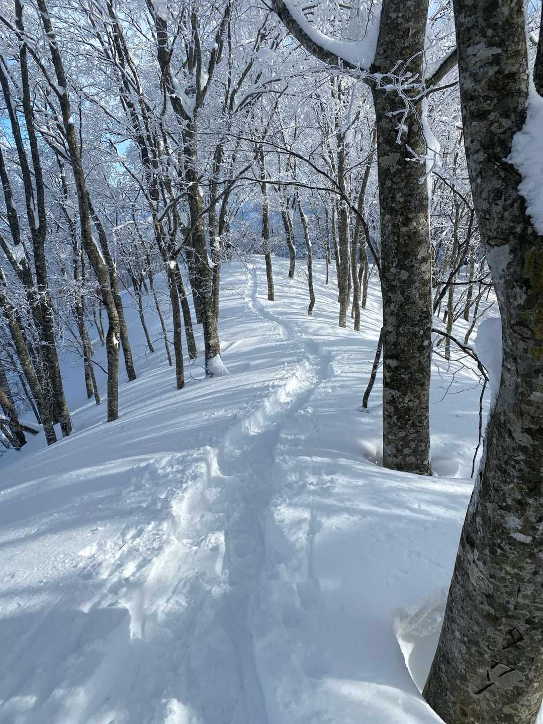 数人歩いただけでこんな道ができるんですね