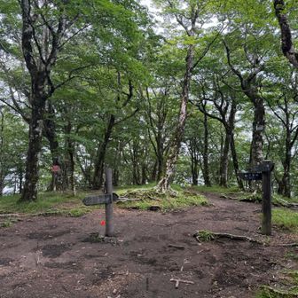やっと三国山に戻ってきました