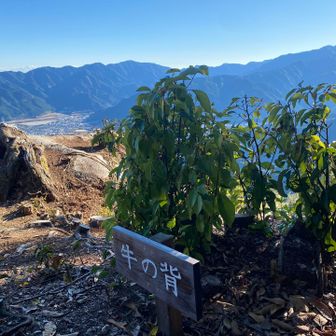 牛の背もありました