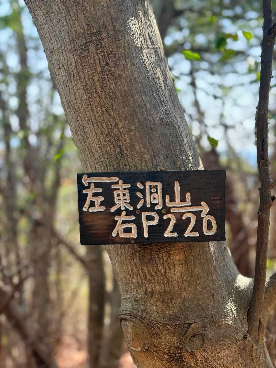 日陰坂入口-北山-東洞山入口 縦走コースの写真