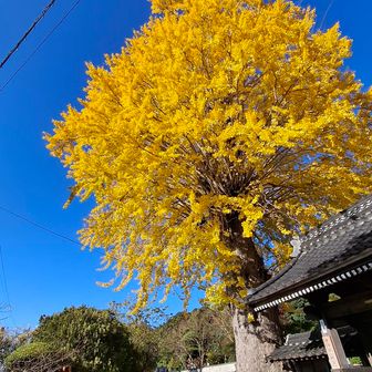快晴の空とイチョウ👍