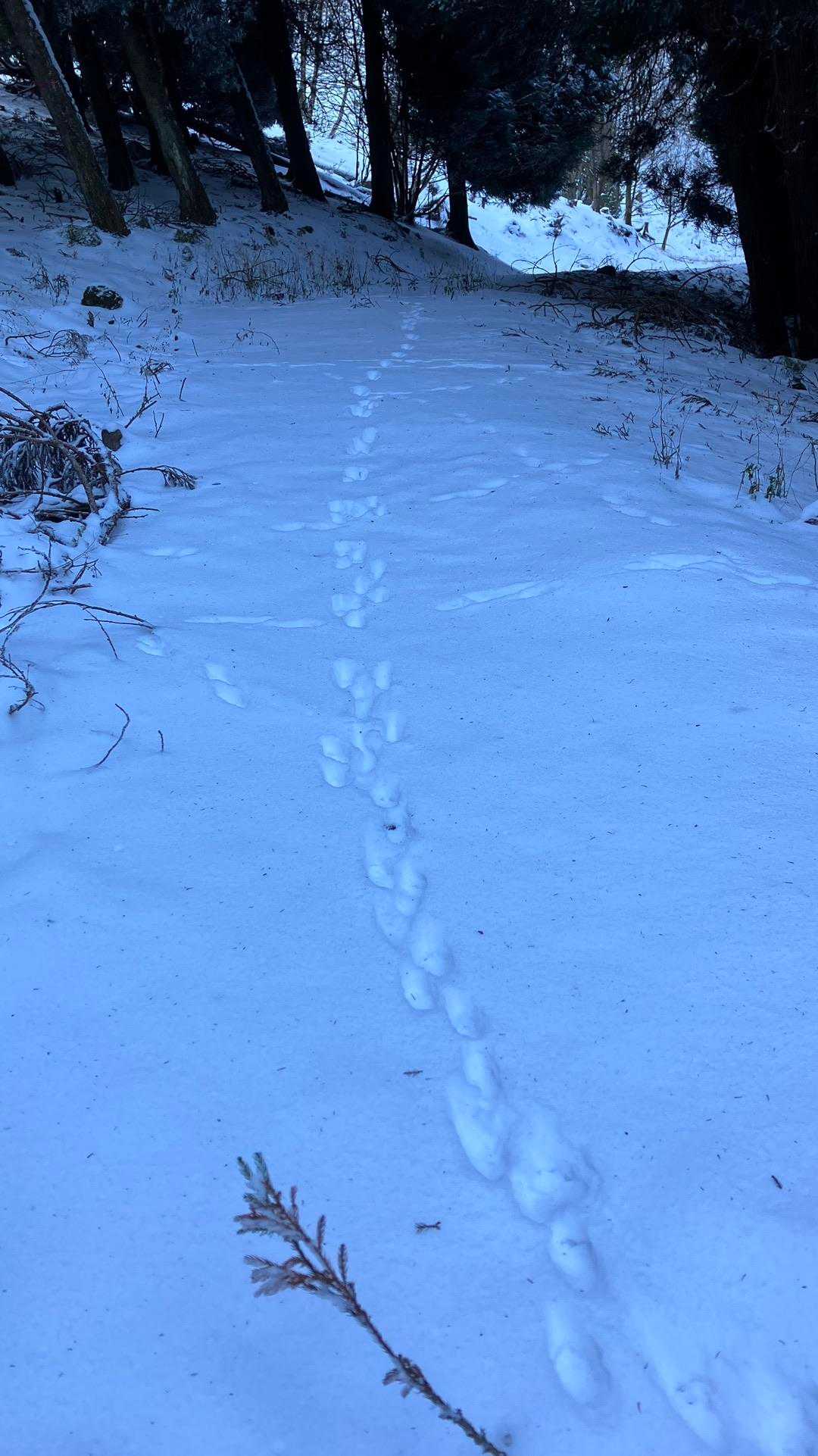 今日は動物さんの足跡がアテンドしてくれるって🤭