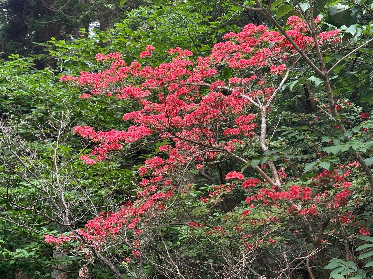 お花の少ない直登ルートをヤマツツジが彩ってくれます