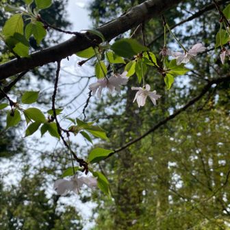 桜🌸🌸　葉桜に近い…