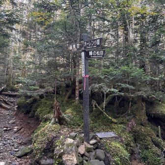 赤岩の頭と峰の松目の分岐です。
今日は赤岩の頭を目指します♪