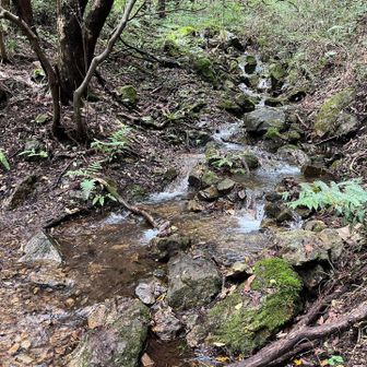 こちらは登山道
台風の名残りで沢に変身🌀