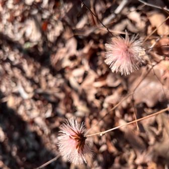 仕合わせのコウヤボウキ❤︎

こんな感じですかね。🦖軌跡作れてよかった

備忘録
『右足』が激下りの登り返し💦
休憩は
景色がよく腰掛けのある『峯』か
テーブルのある『宝山』