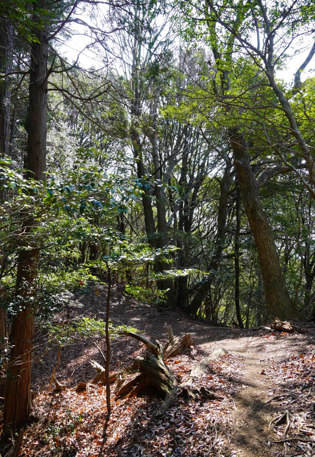 鞍部のなだらかな登山道