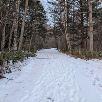 登山口までの林道。
クラストした雪。結構硬い。