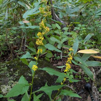アキノキリンソウ（秋の麒麟草）下から上に咲き進んでる様子