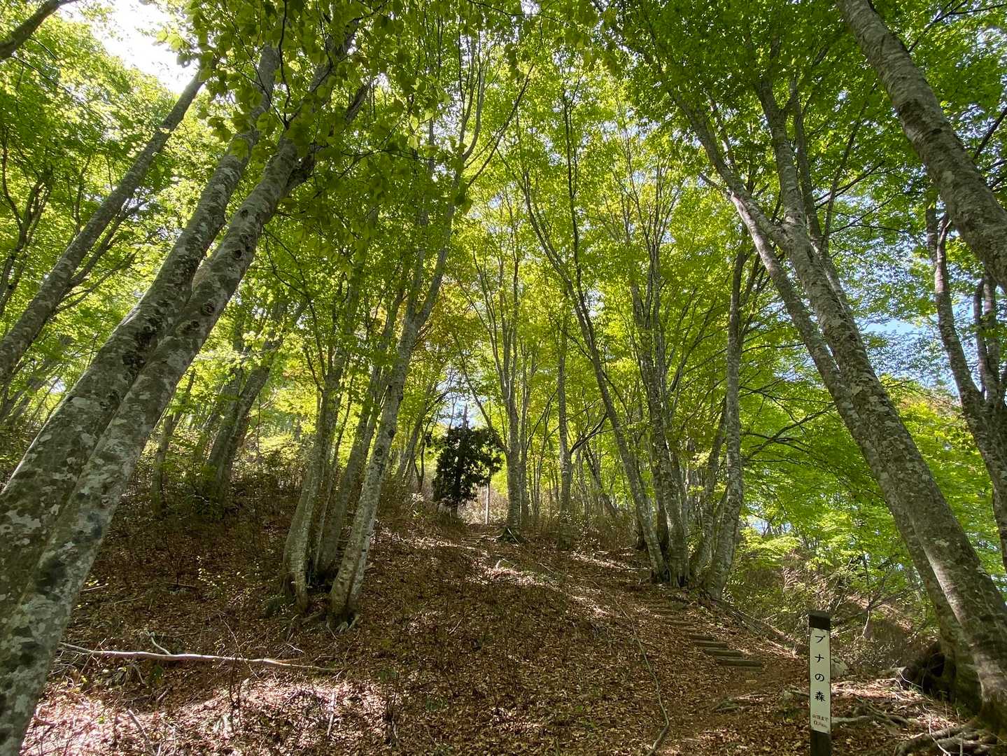 鳥居の沢登山口-八塩山 周回コースの写真