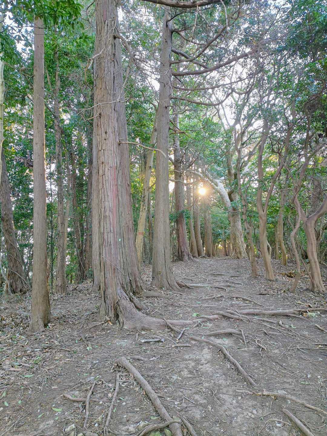 木の隙間から太陽でました☀