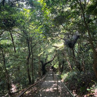 五井山・宮路山・御堂山 長い石階段を下ります。
上りじゃなくてよかった