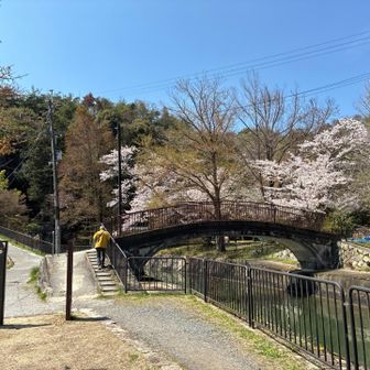 桜。疎水が短いトンネルに吸い込まれます。少しそれます。