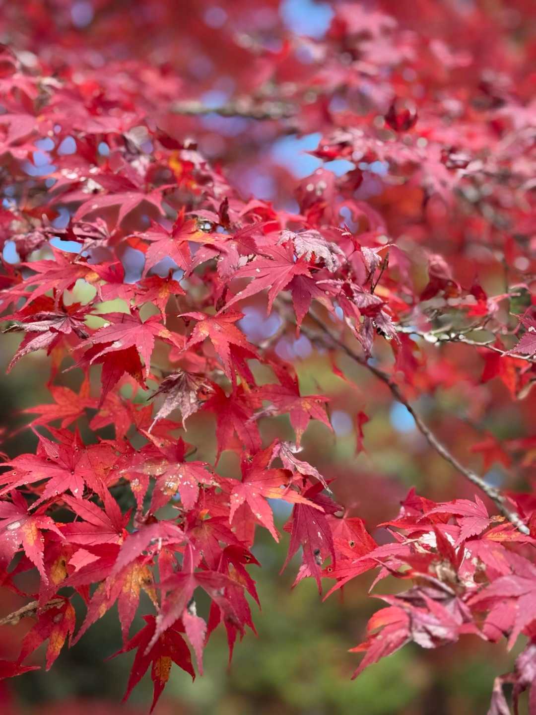 真っ赤だね🍁